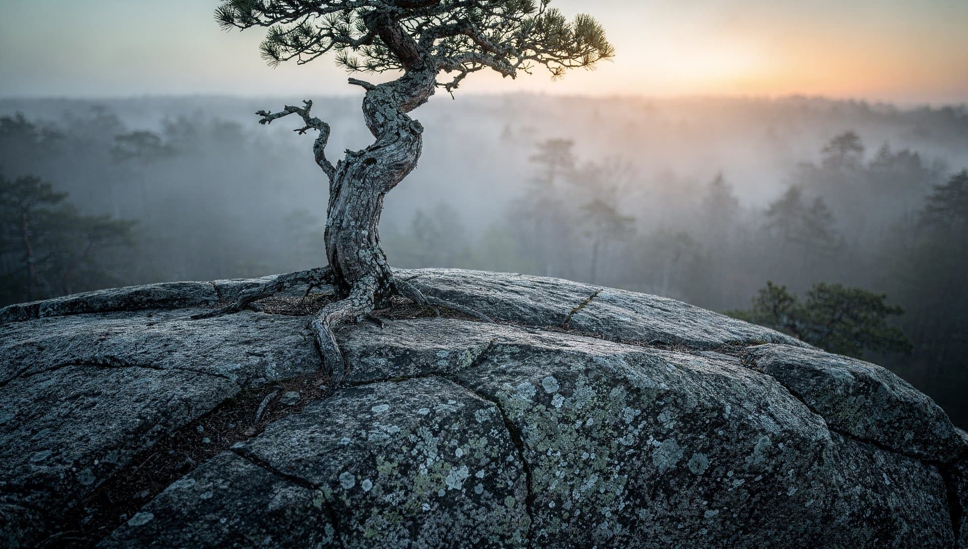 A weathered granite ledge in early morning light with a gnarled old tree rooted straight into the solid rock and mist blurring the background
