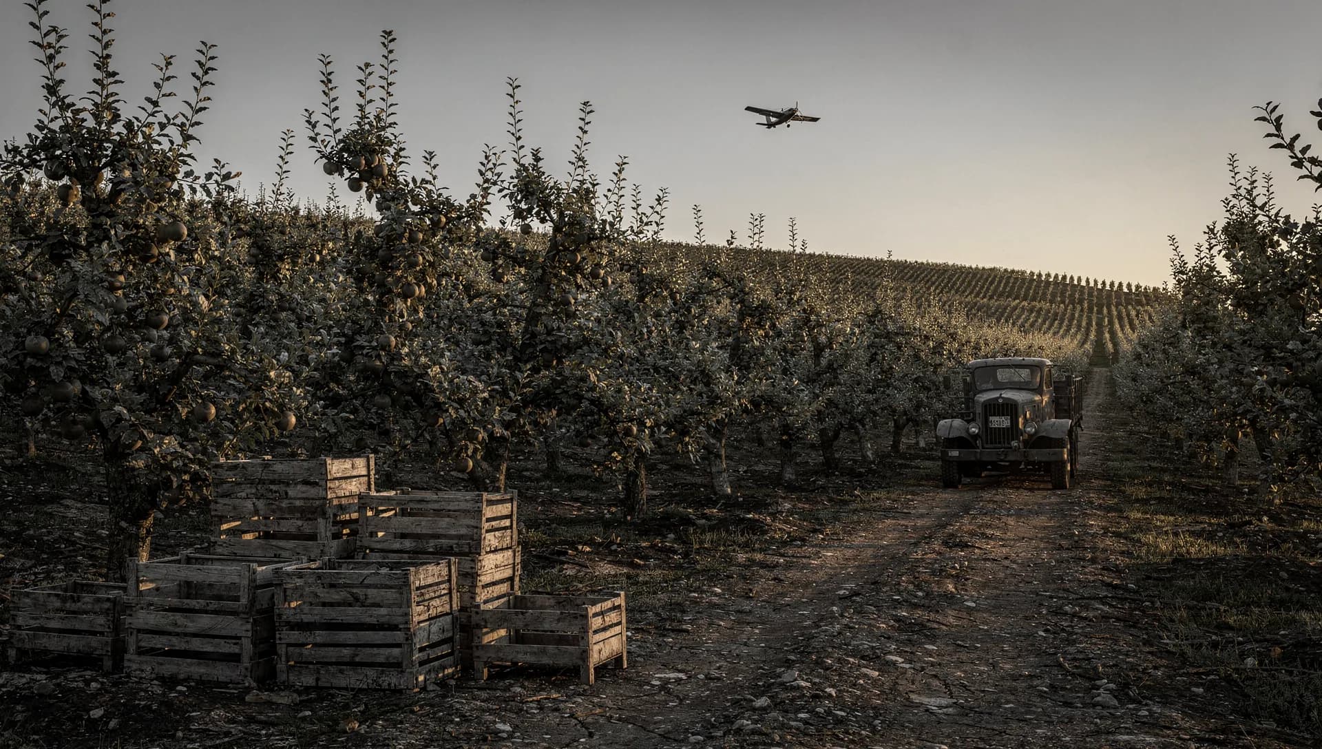Stacked wooden apple crates at the end of orchard rows at dusk, an old farm truck on the dirt lane and a small plane crossing the pale sky